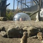 The Towers Our Visit to Drusilla’s