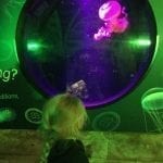 Sea Life Centre KS1 The Towers