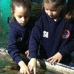 Sea Life Centre KS1 The Towers