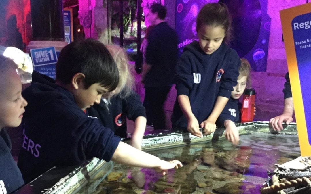 KS1 Visit To The Sea Life Centre
