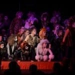 Cats at The Towers 2019